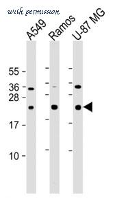 MyBioSource MBS9217050 image 1