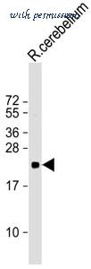 MyBioSource MBS9217050 image 3