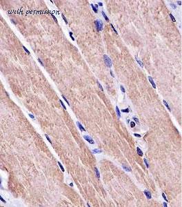 MyBioSource MBS9217052 image 1