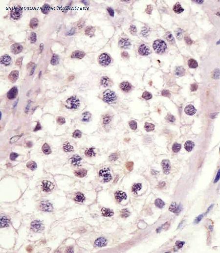 MyBioSource MBS9217235 image 1