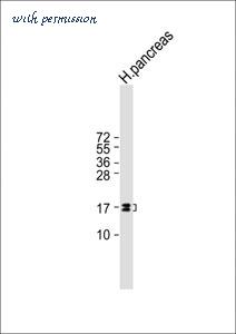 MyBioSource MBS9230956 image 1