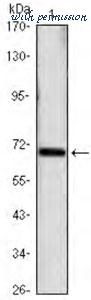 MyBioSource MBS9383251 image 1