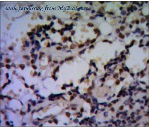 MyBioSource MBS9383251 image 2