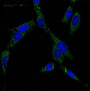 MyBioSource MBS9383251 image 3