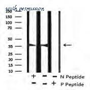 MyBioSource MBS9383512 image 1