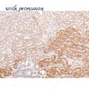 MyBioSource MBS9383512 image 2