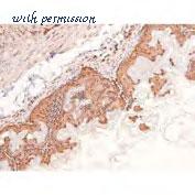 MyBioSource MBS9383512 image 3