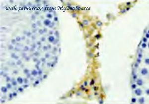MyBioSource MBS9383833 image 2