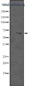 MyBioSource MBS9386755 image 1