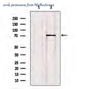 MyBioSource MBS9387438 image 1