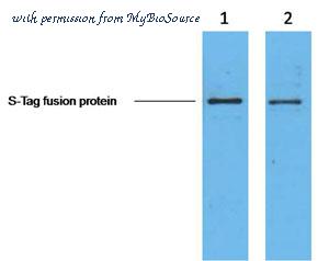 MyBioSource MBS9400171 image 1