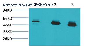 MyBioSource MBS9400198 image 1