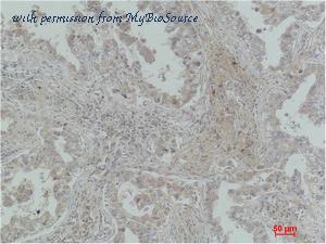 MyBioSource MBS9400198 image 2