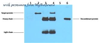 MyBioSource MBS9400453 image 3
