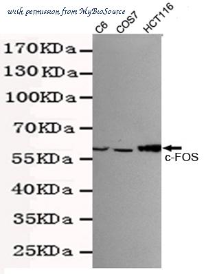 MyBioSource MBS9400504 image 1