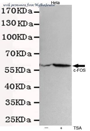 MyBioSource MBS9400504 image 2