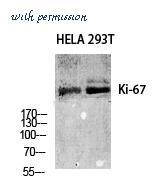 MyBioSource MBS9400843 image 1