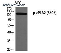 MyBioSource MBS9400993 image 1