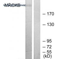 MyBioSource MBS9401076 image 1