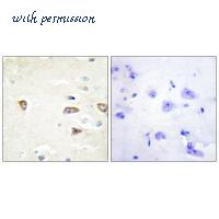 MyBioSource MBS9401076 image 2