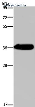 MyBioSource MBS9401116 image 1