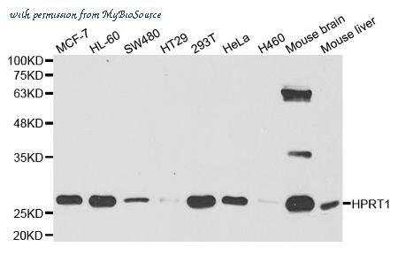 MyBioSource MBS9401129 image 1