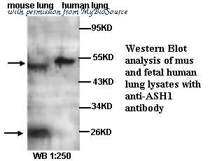 MyBioSource MBS9401209 image 1