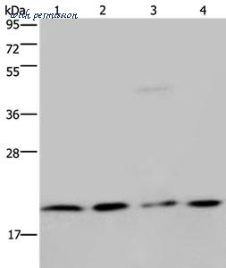 MyBioSource MBS9401306 image 1