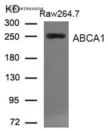 MyBioSource MBS9401490 image 1