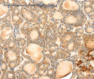 MyBioSource MBS9401737 image 3