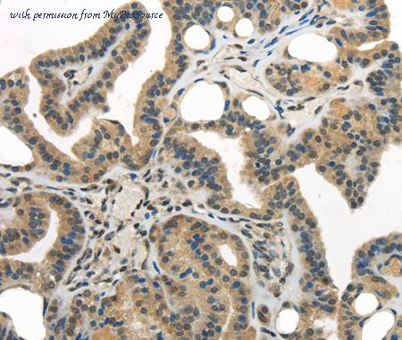 MyBioSource MBS9401982 image 3