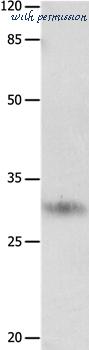 MyBioSource MBS9402254 image 1