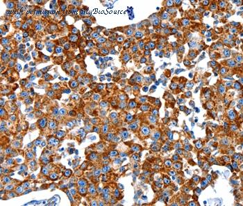MyBioSource MBS9402254 image 2