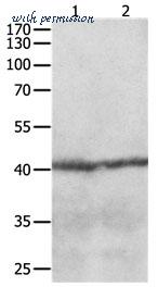 MyBioSource MBS9402430 image 1