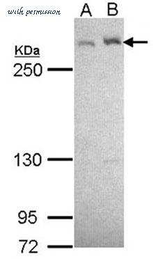 MyBioSource MBS9402509 image 1