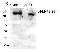 MyBioSource MBS9402602 image 1