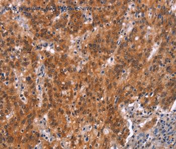 MyBioSource MBS9402604 image 1