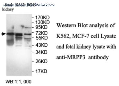 MyBioSource MBS9402795 image 2