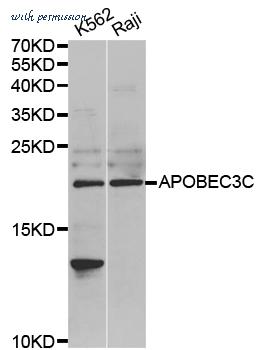 MyBioSource MBS9402851 image 1