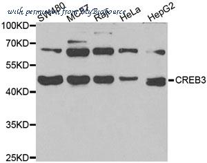 MyBioSource MBS9403040 image 1