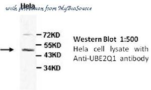 MyBioSource MBS9403417 image 1