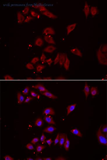 MyBioSource MBS9403541 image 1