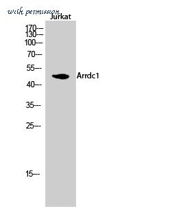 MyBioSource MBS9403554 image 1