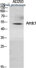 MyBioSource MBS9403554 image 2