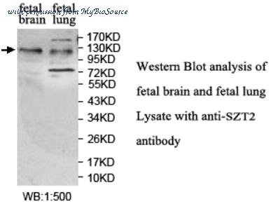 MyBioSource MBS9403836 image 2