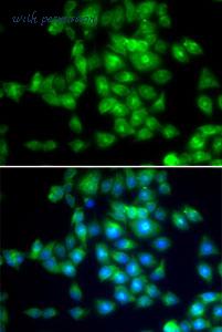 MyBioSource MBS9403926 image 1