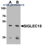 MyBioSource MBS9404125 image 1