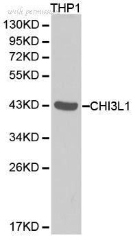 MyBioSource MBS9404305 image 1
