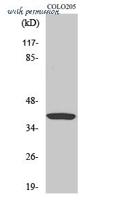 MyBioSource MBS9404343 image 1