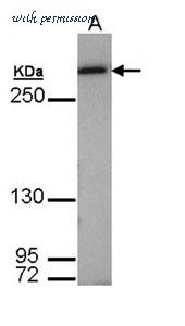MyBioSource MBS9404421 image 1